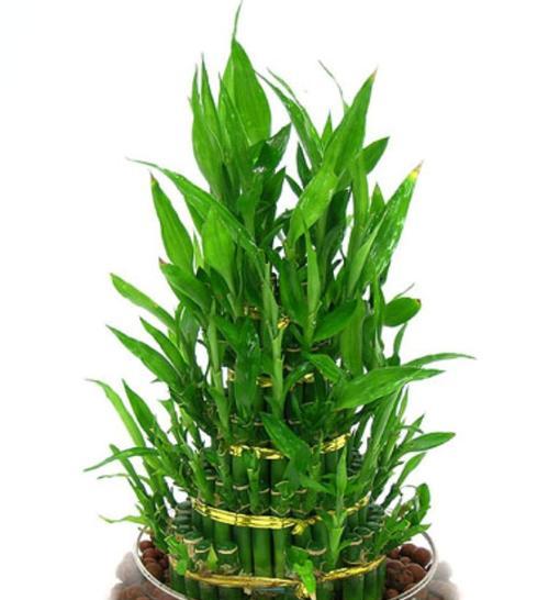 探寻富贵竹开花的神秘面纱 富贵竹开花的风水寓意