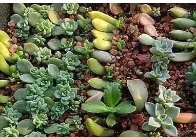 多肉扦插方法图解步骤是什么？扦插时应注意哪些事项？