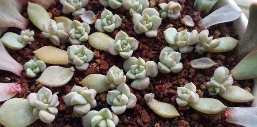 多肉扦插方法图解步骤是什么？扦插时应注意哪些事项？