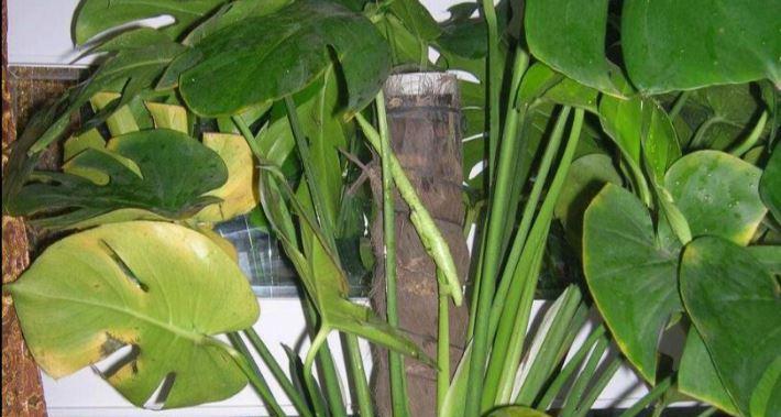 龟背竹叶子发软下垂怎么办？如何进行有效补救？