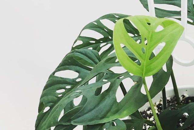 龟背竹叶子发软下垂怎么办？如何进行有效补救？