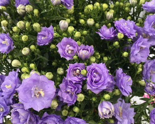 紫色风铃花的美丽和神秘之谜 紫色风铃花的象征意义及传说故事