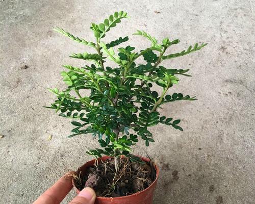 烟熏木是什么木材？它的特点和用途有哪些？