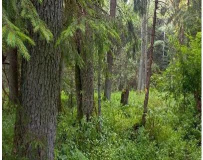 烟熏木是什么木材？它的特点和用途有哪些？