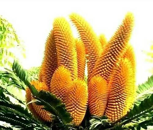 以巴西铁树开花的寓意（探寻铁树开花之奇迹及其象征意义）