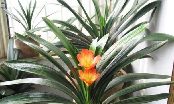 君子兰喜欢太阳吗？光照需求与养护技巧解析？