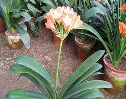 君子兰喜欢太阳吗？光照需求与养护技巧解析？