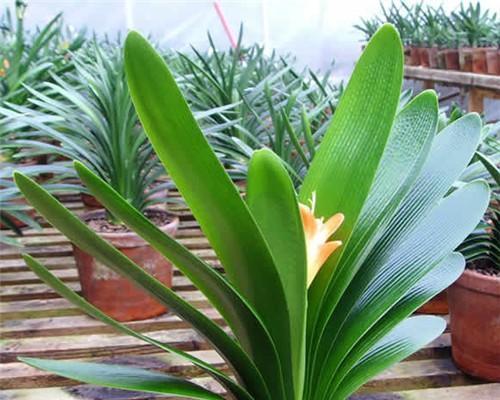 君子兰喜欢太阳吗？光照需求与养护技巧解析？