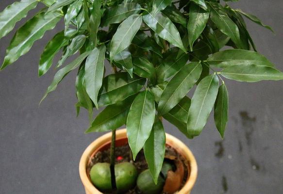 元宝树开花吗？开花预示着什么兆头？