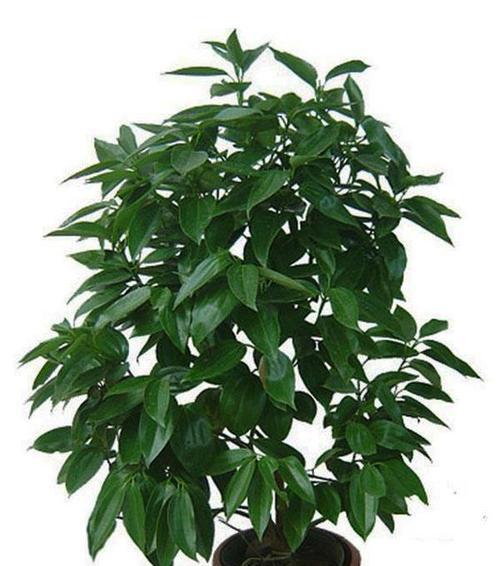 元宝树开花吗？开花预示着什么兆头？