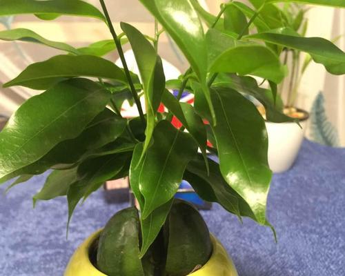 元宝树开花吗？开花预示着什么兆头？