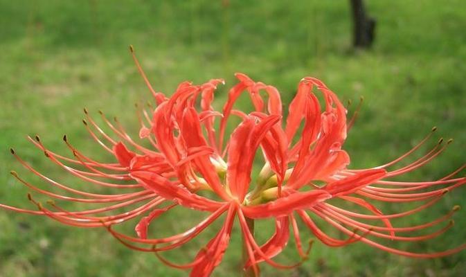 曼珠沙华花语（探索曼珠沙华花语）