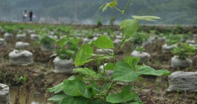 葛根是哪种植物的根部？葛根的药用价值有哪些？