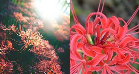 曼珠沙华花语（探索曼珠沙华花语）