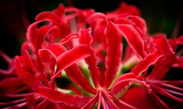 曼珠沙华花语（探索曼珠沙华花语）