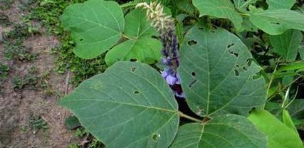 葛根是哪种植物的根部？葛根的药用价值有哪些？