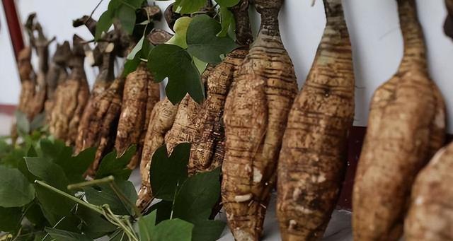 葛根是哪种植物的根部？葛根的药用价值有哪些？