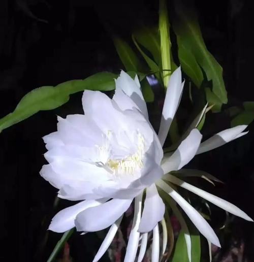 昙花的花语与象征意义（探索昙花的寓意与美丽）