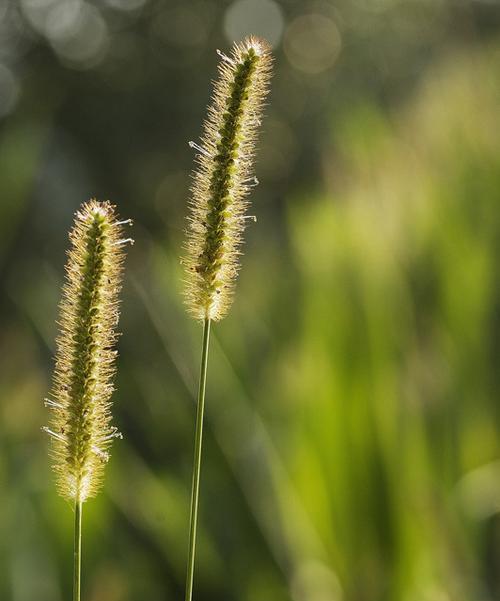 马尾草是什么样子的？马尾草的特征和用途有哪些？