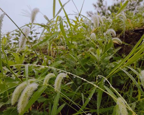 马尾草是什么样子的？马尾草的特征和用途有哪些？