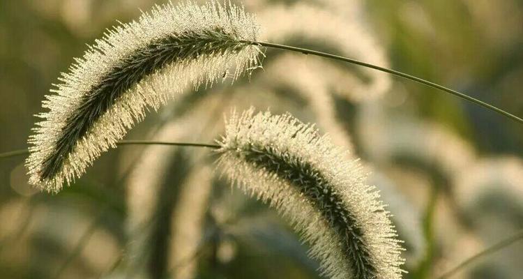 马尾草是什么样子的？马尾草的特征和用途有哪些？