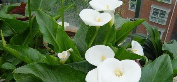 马蹄莲的意义及象征（马蹄莲——秘密花园中的守护者）