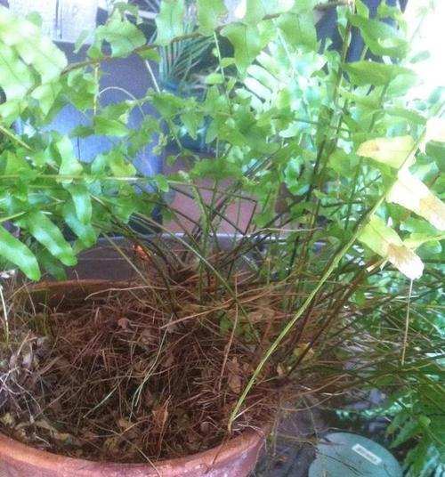 红薯叶子发黄怎么办？找出原因并解决黄叶问题