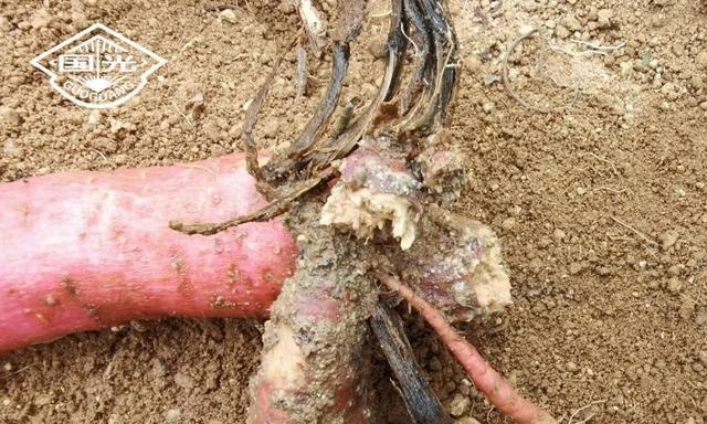 红薯叶子发黄怎么办？找出原因并解决黄叶问题