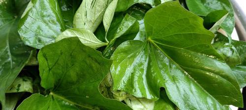 红薯叶子发黄怎么办？找出原因并解决黄叶问题