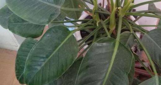 金钻多久浇一次水?如何正确养护金钻植物?