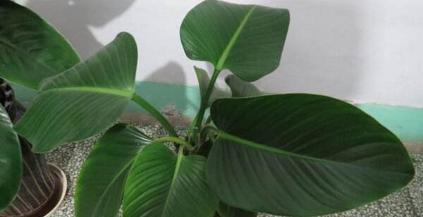 金钻多久浇一次水？如何正确养护金钻植物？