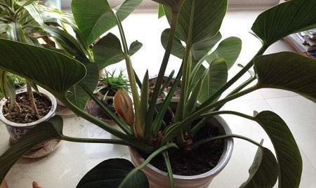 金钻多久浇一次水？如何正确养护金钻植物？