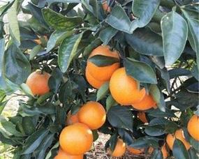 冰糖橙什么时候成熟？如何判断最佳采摘时间？