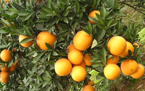 冰糖橙什么时候成熟？如何判断最佳采摘时间？