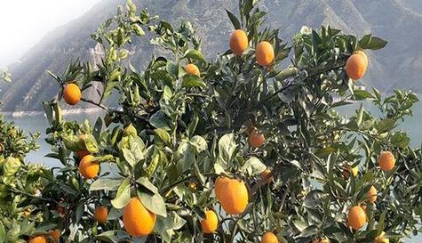 冰糖橙什么时候成熟？如何判断最佳采摘时间？