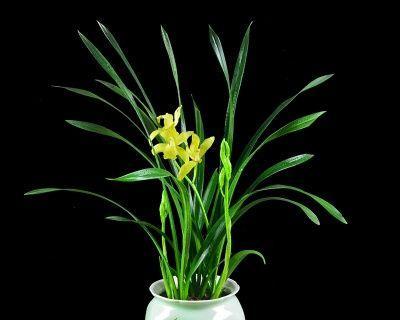 兰花适合放办公室吗？办公室摆放兰花的最佳位置是什么？