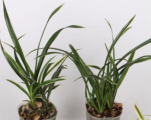 兰花适合放办公室吗？办公室摆放兰花的最佳位置是什么？