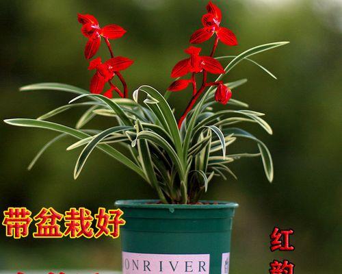 兰花适合放办公室吗？办公室摆放兰花的最佳位置是什么？