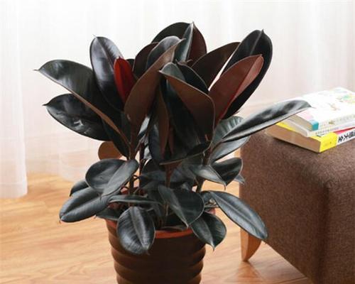 橡皮树室内养护方法是什么?需要注意哪些常见问题? 橡皮树室内养护方法是什么?需要注意哪些常见问题?