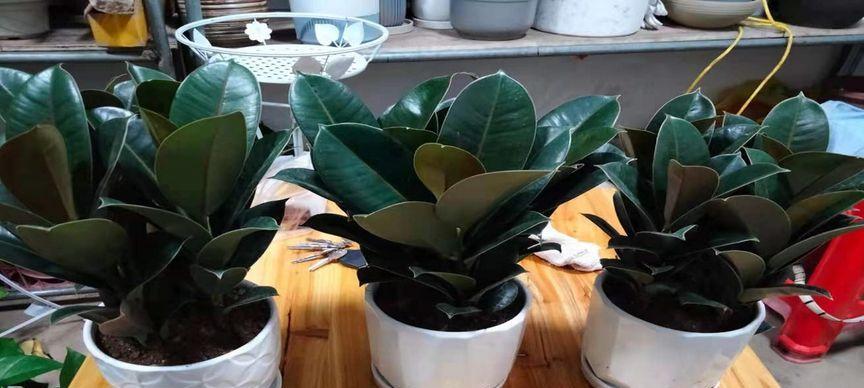 橡皮树室内养护方法是什么?需要注意哪些常见问题? 橡皮树室内养护方法是什么?需要注意哪些常见问题?