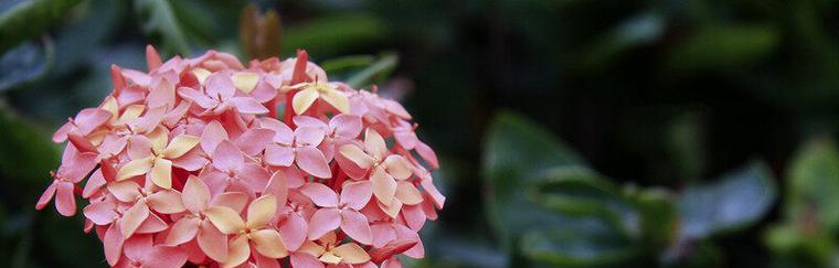 仙丹花一年开几次花？如何确保花开不断？