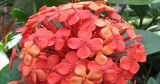 仙丹花一年开几次花？如何确保花开不断？