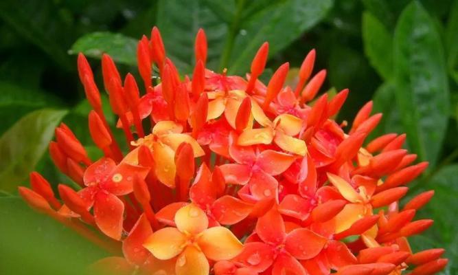 仙丹花一年开几次花？如何确保花开不断？