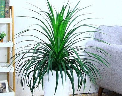 龙血树放在办公室风水好吗?最佳摆放位置是什么?