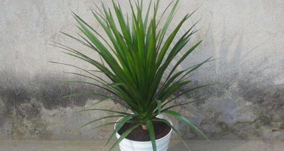 龙血树放在办公室风水好吗？最佳摆放位置是什么？