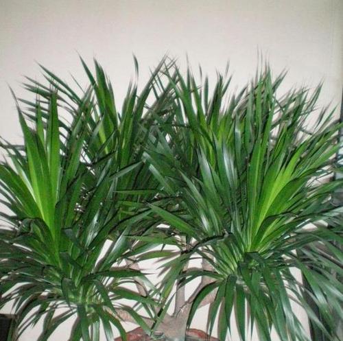 龙血树放在办公室风水好吗？最佳摆放位置是什么？