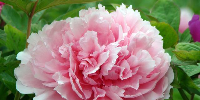 粉色牡丹花（探寻粉色牡丹花的文化寓意与象征意义）