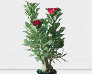 喜阳的花卉有哪些？如何选择适合阳光充足的植物？