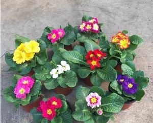 喜阳的花卉有哪些？如何选择适合阳光充足的植物？