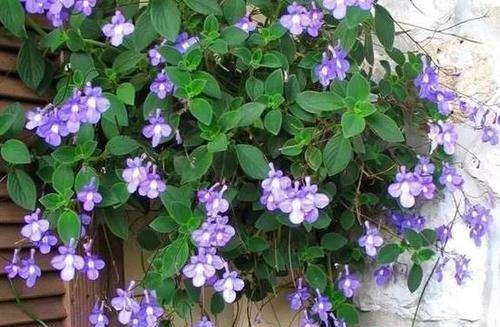 喜阳的花卉有哪些？如何选择适合阳光充足的植物？